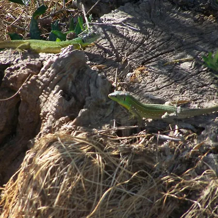 Manolo S Olive Farm, With Seaview *