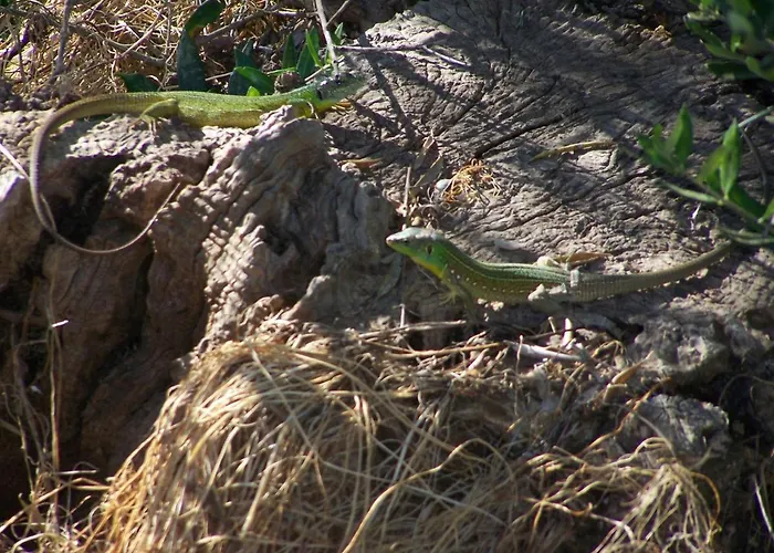 Manolo S Olive Farm, With Seaview *